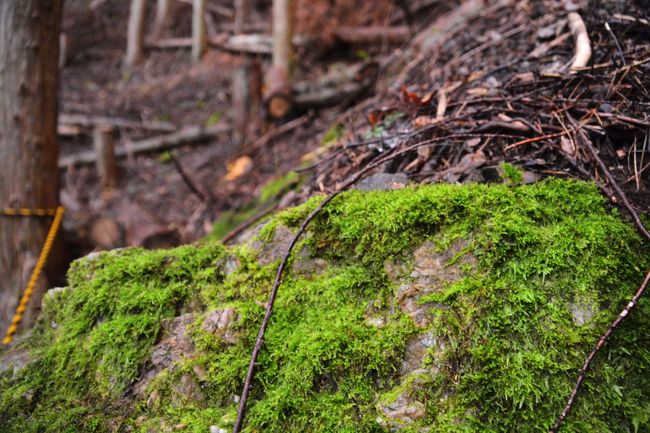 あの景色を脳裏に焼き付け、山を下ります。<br />苔好きににはたまりません。