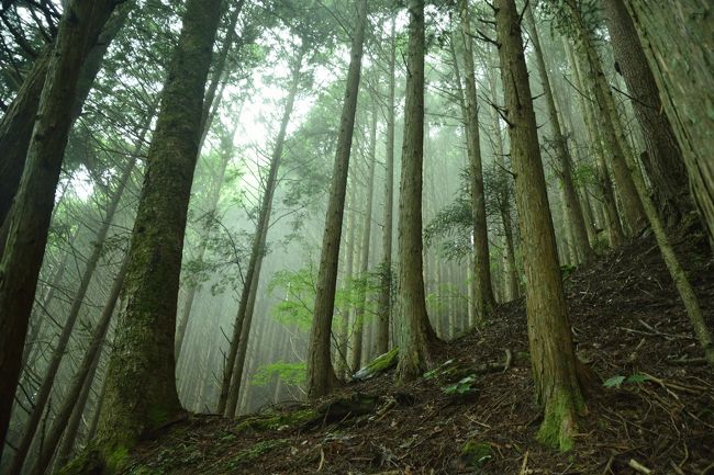 急な斜面に天に向かって伸びる木々。