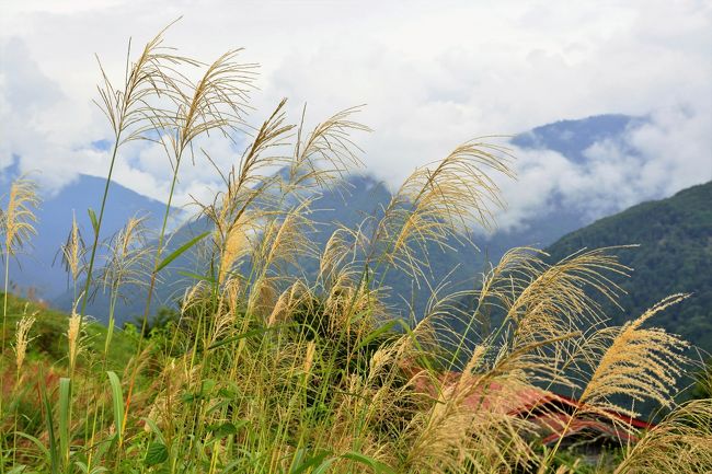 風になびいてます。