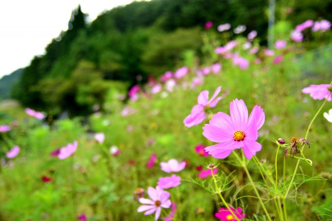 コスモスさん。