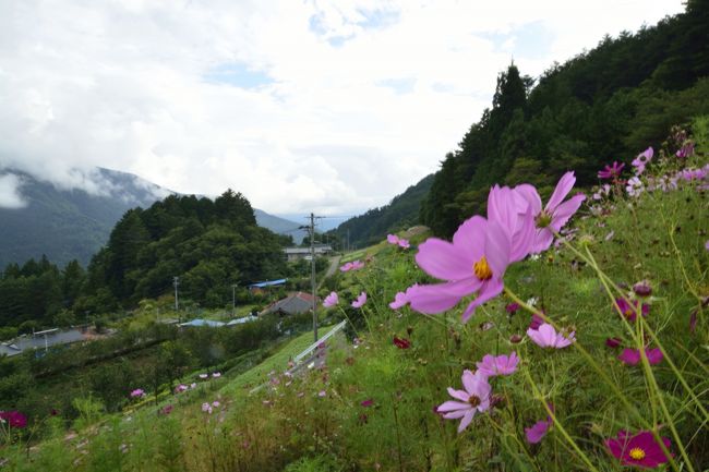 全開に咲き誇っています。<br />秋ですね。