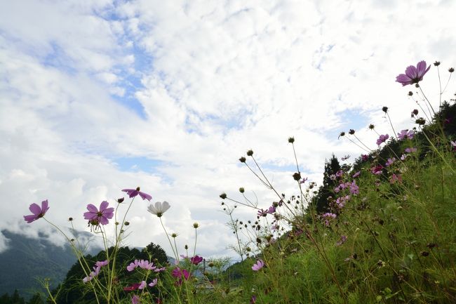 うす紅の秋桜が秋の日の<br />何気ない陽溜りに揺れている<br />この頃涙もろくなった母が…♪