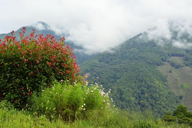 秋を感じます。