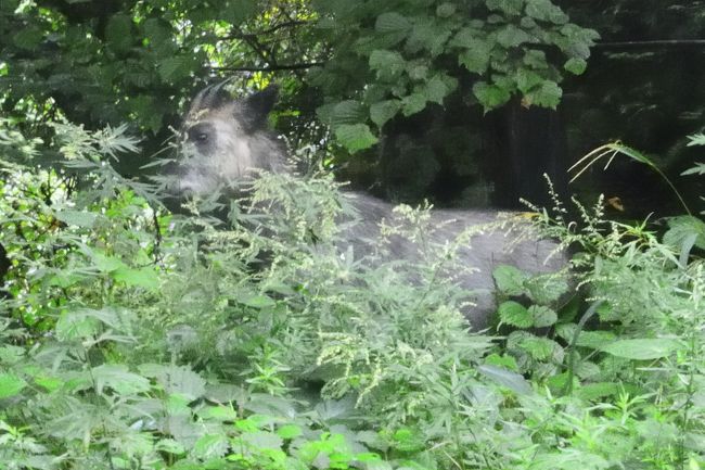 バスで上る途中に遭遇しました。