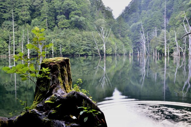 部員の単身赴任が「あっちにアイテムありますよ！」と教えてくれました。<br />アイテム＝切り株　のようです。<br />せっかくなので１枚。