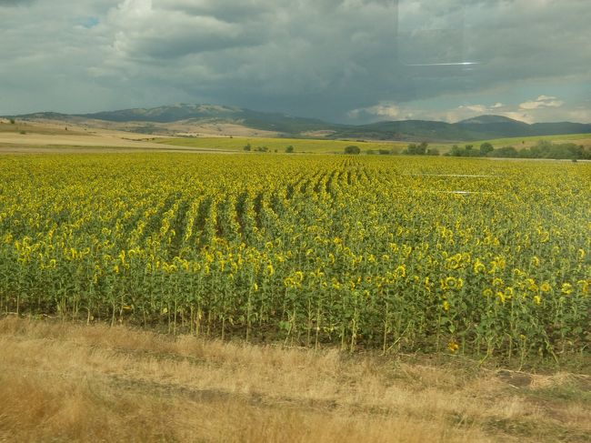 16:54<br /><br />ひまわり畑も！<br />みんな後ろ向いちゃっていますｗ