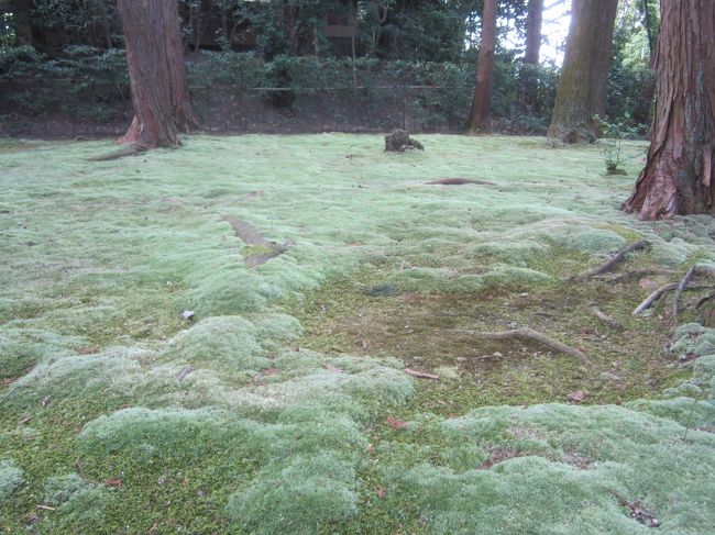 唐招提寺の境内の苔。すごくきれいなのですが、蚊がいます。