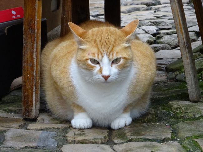 椅子の下に・・・・・・何を見てるの？