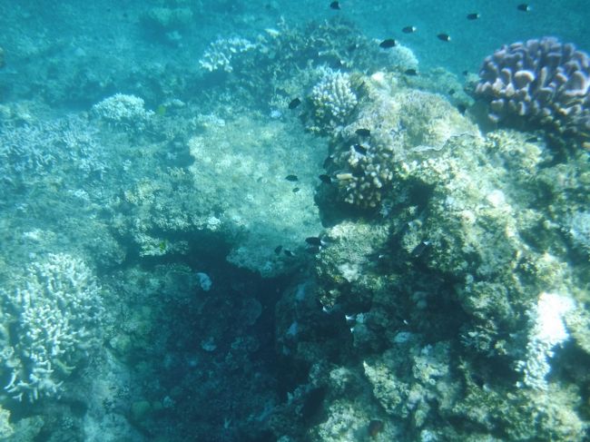 綺麗！！<br />深いところまでよく見えます