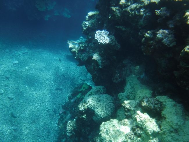 色んな種類の珊瑚があります。