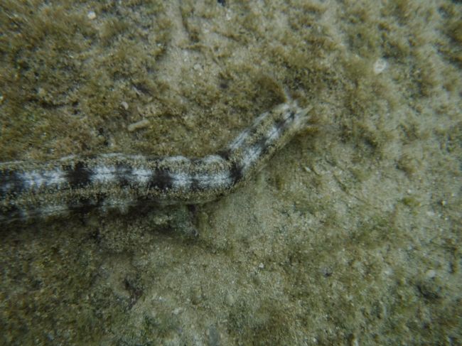 これはなぁに？<br /><br />見えているほうが頭なのかしっぽなのか？<br />反対側は岩の中に潜っています