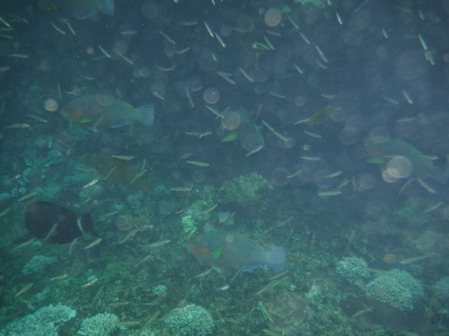 魚の群れすごい〜
