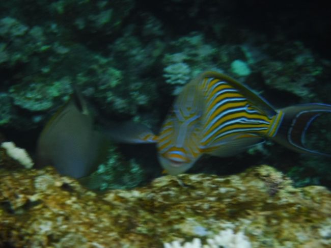 正面…。威嚇してるのか？