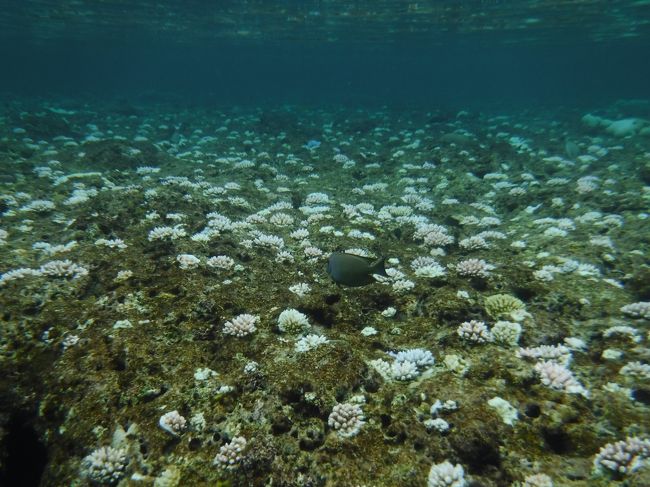 お花畑みたい〜  素敵〜。