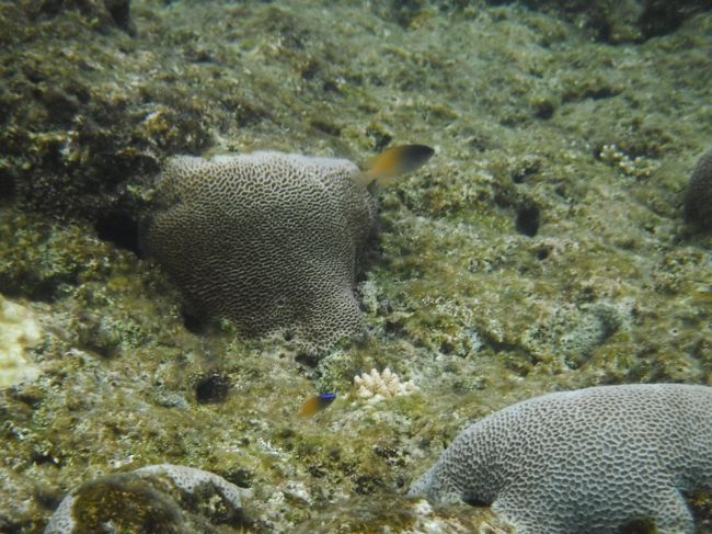 魚の色、綺麗だな〜 <br />ずーっと見てても飽きない。