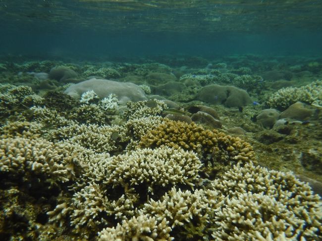 ツアーに参加しなくても <br />ちょっと海に入るだけでこんなに綺麗だなんて〜。<br /><br />楽しい！