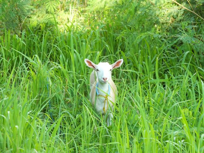 朝ごはん前に宿の近くを散歩。<br />私に噛みついたヤギ。昨日と繋がれてる場所が変わってます。<br /><br />https://youtu.be/Yo99ekXo-A8<br />離島に泊まると、日帰りのお客さんがいない、朝夕の静かな時間を味わうことができます。たまらないです。