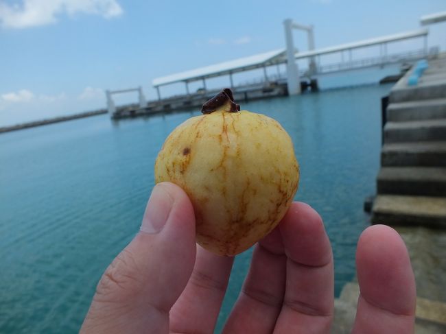 書き忘れてましたが、石垣島では「ゆらてぃく市場」でフルーツも買い込んでおきました。<br />グァバです。<br />とくに甘くはなくトマトみたいな感じですかね。水分補給には良いかと。