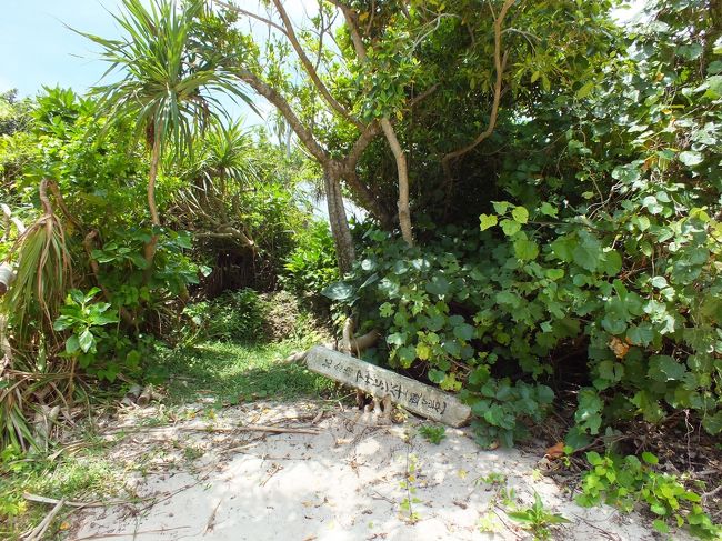 ん？<br />アサビシバナ？