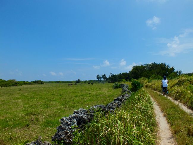 牛を左手に見ながら。<br /><br />宿に戻って、再びシャワーを浴びてビール飲んで、夕方まで寝てしまいました。