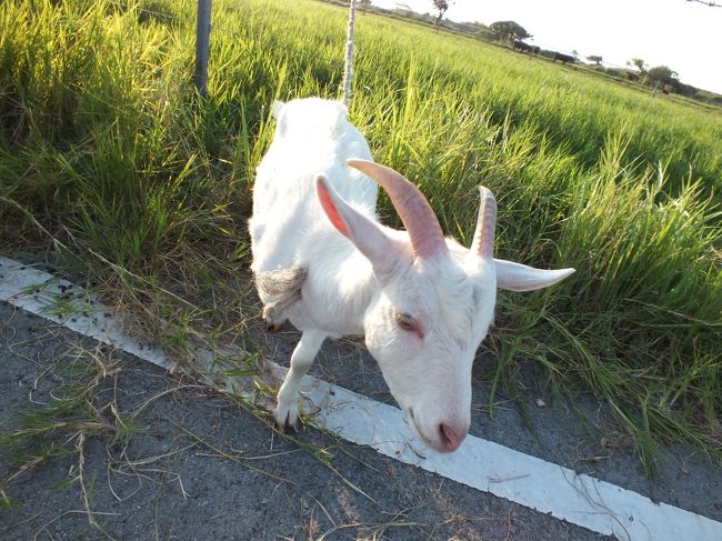ヤギです。