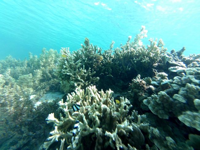 熱帯魚にサンゴ、変わらない綺麗な海です。