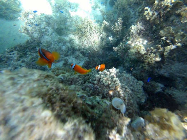 いつも見るクマノミは健在です。