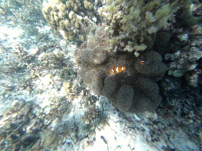 ここのも元気です。