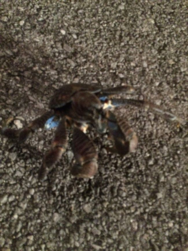 満月が近いと遭遇率は低いようなのですが、ヤシガニ発見。<br />小さいのでもちろん捕まえません。<br /><br />続いて、伊古桟橋で星空を見ます。<br />残念ながら、星空を撮影するテクニックは無いので写真はありません。<br />てか、満月が近いので、肉眼でも星は見えにくい時期でした。