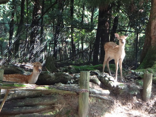 奈良といえば鹿　もちろんいました