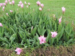 円山の新生公園のお花と運動 2007/07/18

新生公園の風景