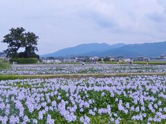 　　行きは、天理経由で西名阪利用
　　帰りは、橿原経由で南阪奈利用

畝傍のホテイアオイが見頃のはず、なので橿原経由に！