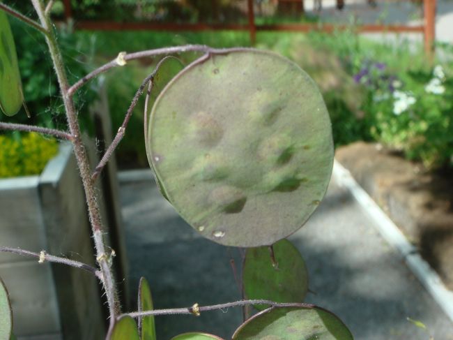 面白い種。こんなの初めて。