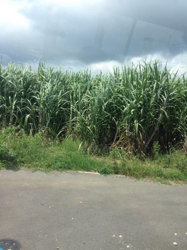 石垣のサトウキビ