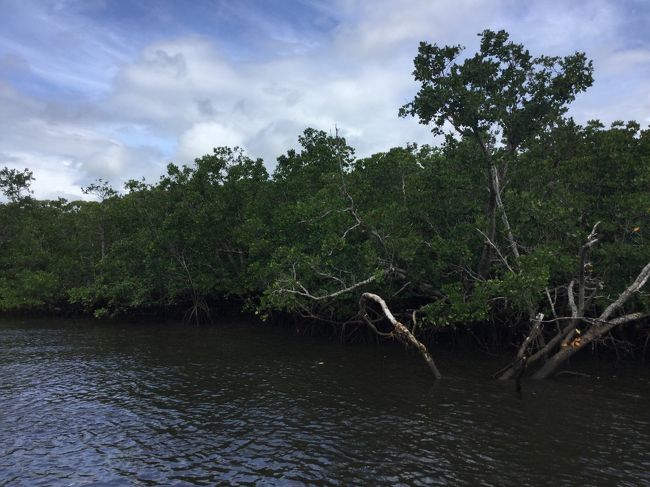 いろんな種類の樹々を総称して<br />マングローブと言うそうです。