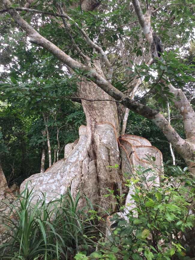 根が盛り上がっています。<br /><br />