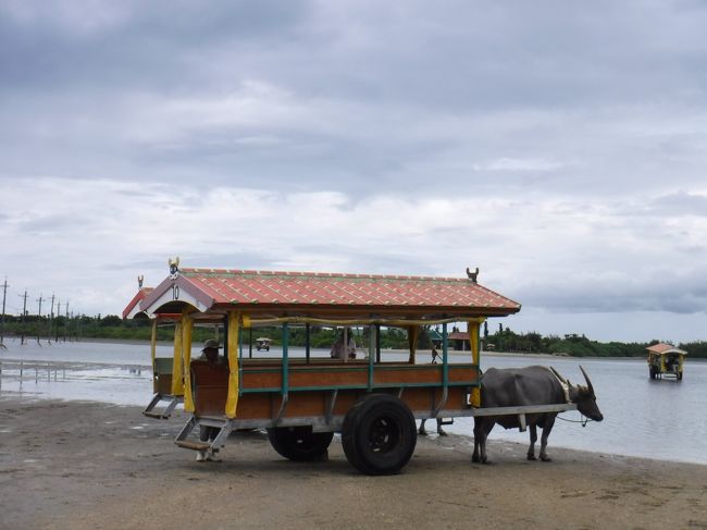 向こう岸まで水牛車に揺られながら渡ります。<br />