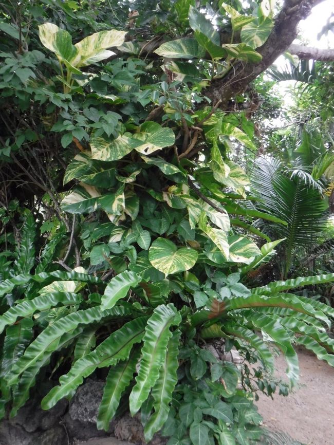 手のひらより大きく育っているポトスの葉っぱ。<br />肥料をあげたわけでもないのに、大きく育つらしい。<br />由布島パワーか！