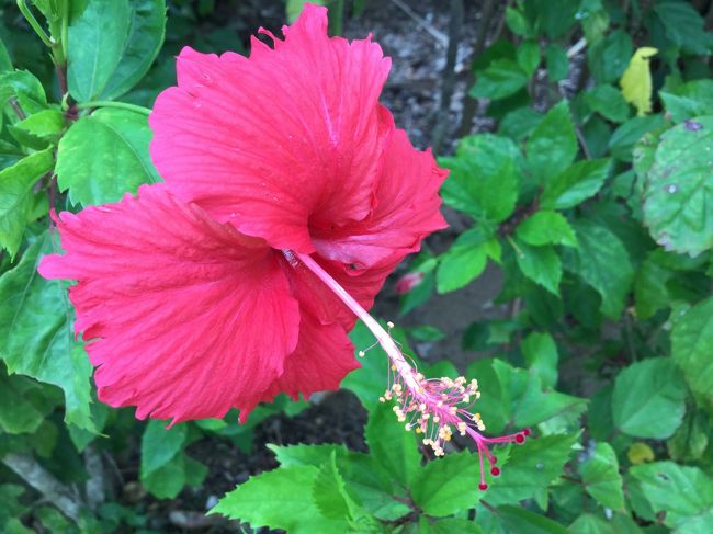 ハイビスカスも、色んな色がある〜
