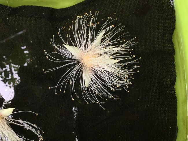 サガリバナが  トレイに乗ってました。<br />サガリバナの時期に来たいな〜