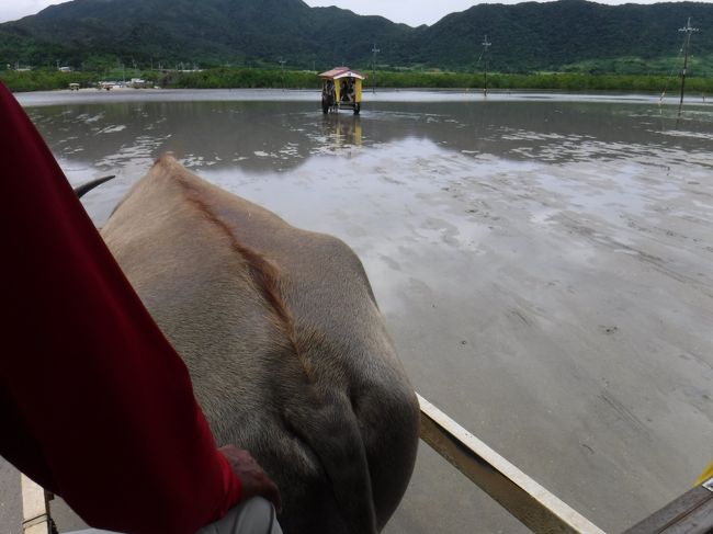 帰りは 水がかなり引いていました。<br />水牛車は、 やっぱり水の中をゆらゆらゆられる方が趣きありますね〜。