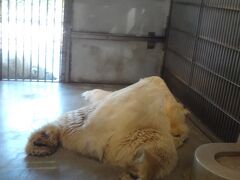 ３日目は、「東山動植物園」へ。

気持ち良さそうにシロクマが寝ていました。
こんな姿初めて見ました。

住所：愛知県名古屋市千種区東山元町３-７０