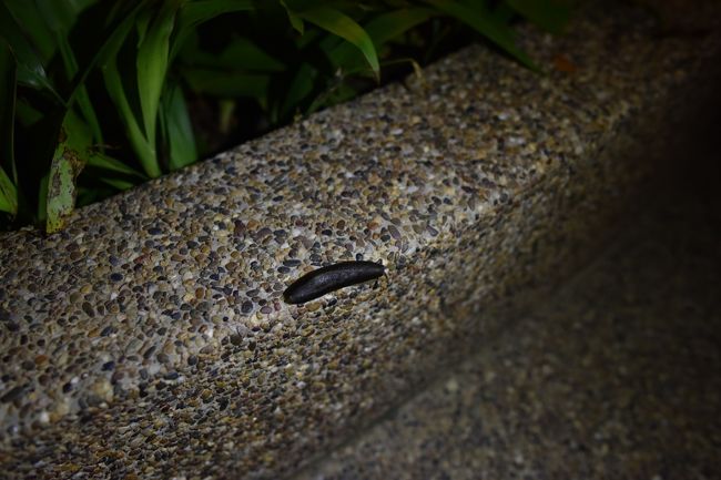 ナメクジ<br />でかくて黒い