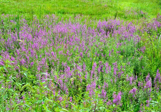 南谷発掘地近くに咲く野の花