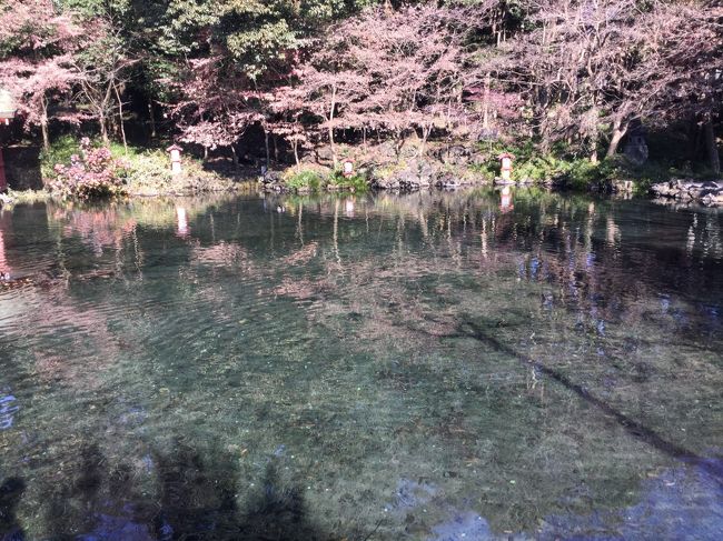 桜っぽい色に撮れてます