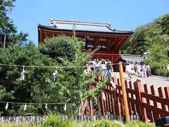 鶴岡八幡宮

大銀杏の蘖（ヒコバエ）（若芽）も順調に成長しています。
昨年の写真と比べると、随分大きくなっているのが分かります。