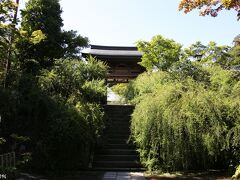 海蔵寺　山門前の萩

ここの萩はまだ咲き始めたところです。