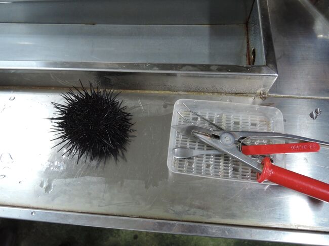 礼文 利尻 稚内での ウニ三昧 利尻島 北海道 の旅行記 ブログ By 魚屋no1さん フォートラベル 礼文 利尻 稚内での ウニ三昧 利尻島 北海道 の旅行記 ブログ By 魚屋no1さん フォートラベル
