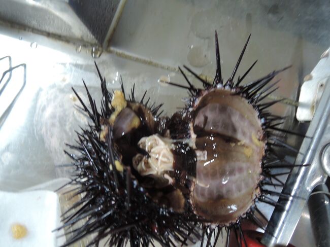 礼文 利尻 稚内での ウニ三昧 利尻島 北海道 の旅行記 ブログ By 魚屋no1さん フォートラベル 礼文 利尻 稚内での ウニ三昧 利尻島 北海道 の旅行記 ブログ By 魚屋no1さん フォートラベル
