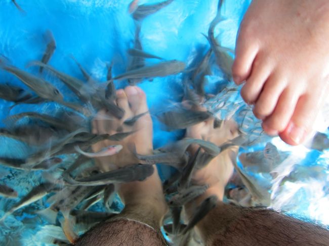 巨大ドクターフィッシュ<br />指かじられそう